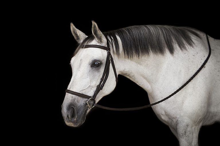 Coraggio Equestrian Horse Portraits