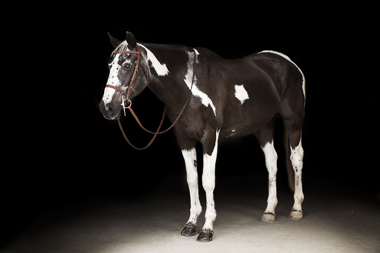 Equine Portraits at Coraggio Equestrian