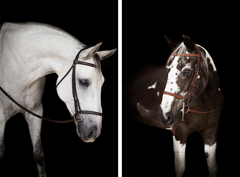 Equine Portraits at Coraggio Equestrian