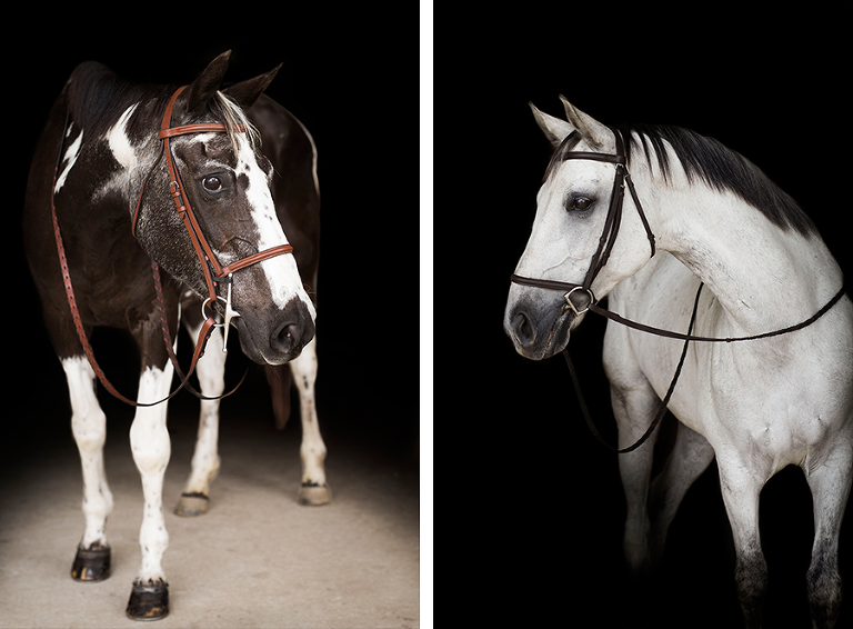 Equine Portraits at Coraggio Equestrian