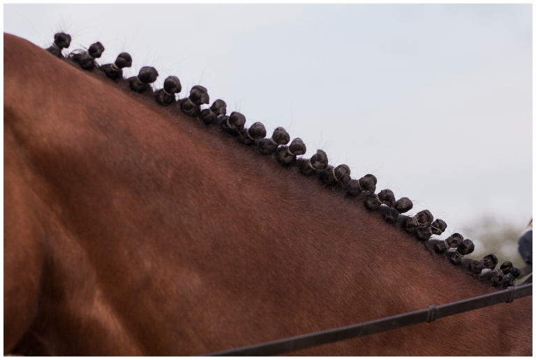 Horse & Rider Portraits at The Woodlands Equestrian Club in Tomball, TX