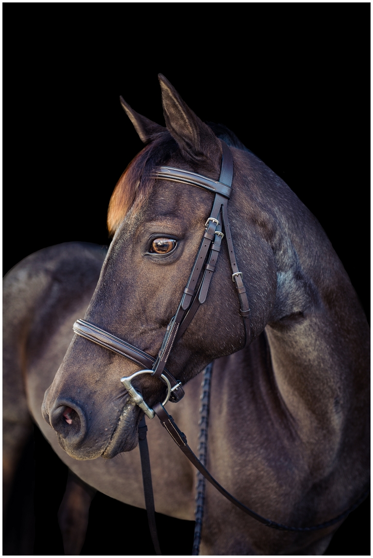 Houston, TX Equine Photographer