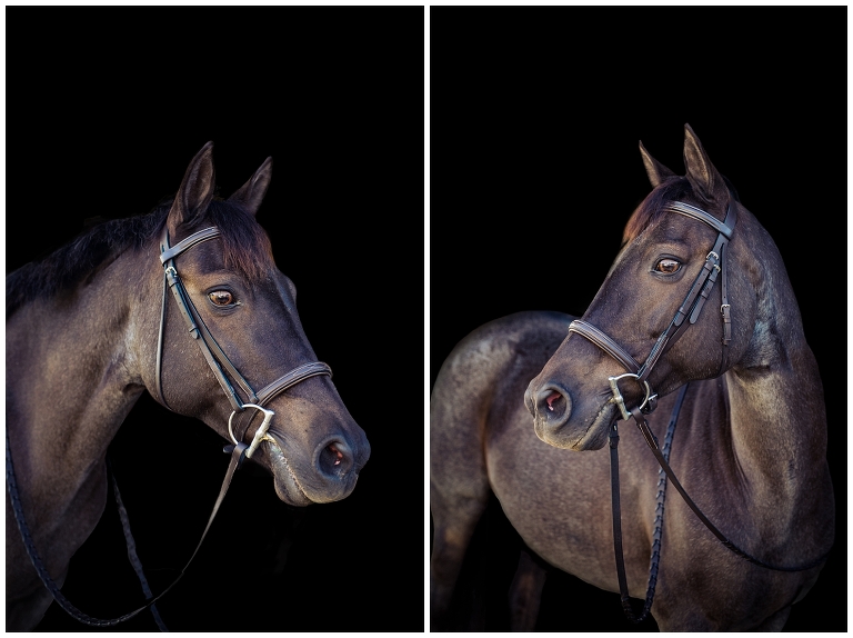 Houston, TX Equine Photographer
