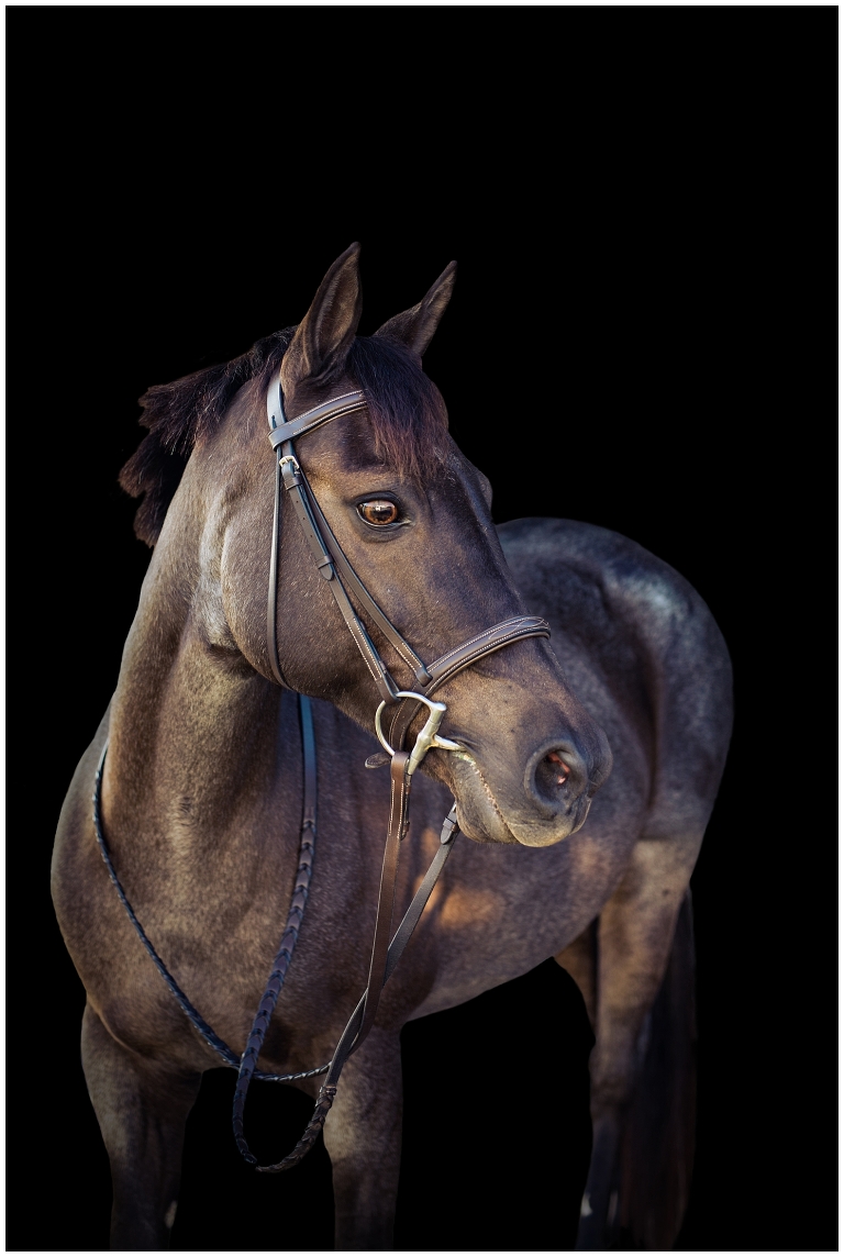 Houston, TX Equine Photographer