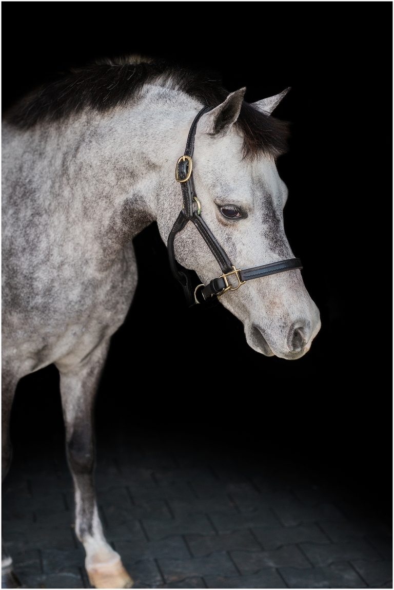 Houston Equine Photographer
