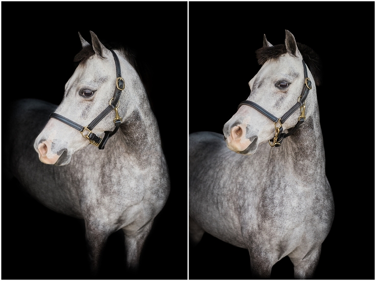 Houston Equine Photographer