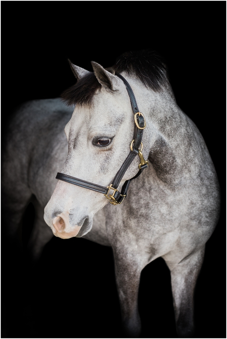Houston Equine Photographer