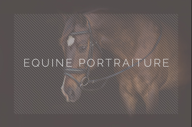 Equine Portraiture Gallery