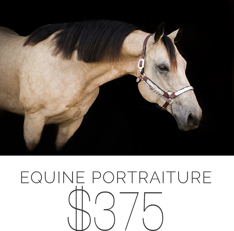 Equine Black Background Portraits